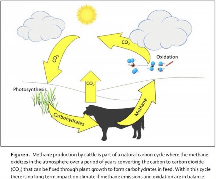 Methane Cycle